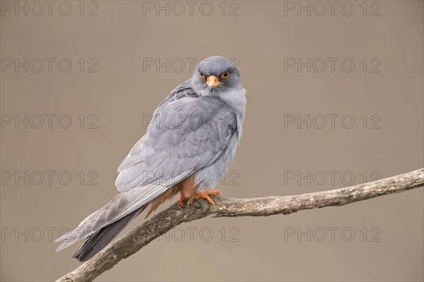 Red-footed falcon