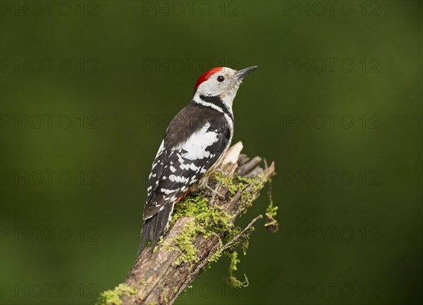 Middle Spotted Woodpecker