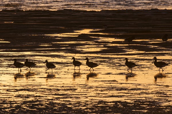 Flock of brant goose
