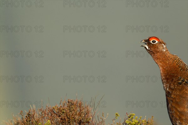 Red Grouse