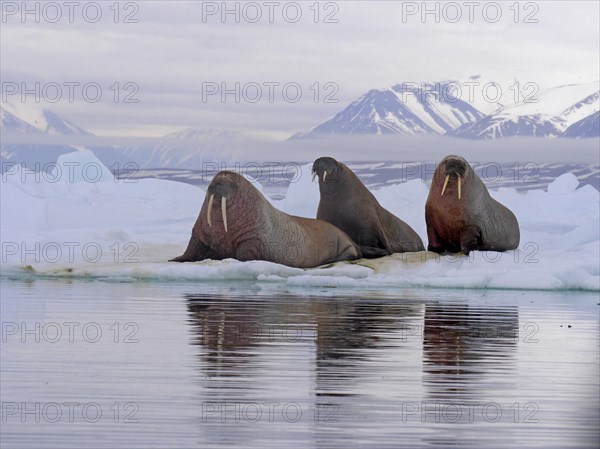 Atlantic Walrus