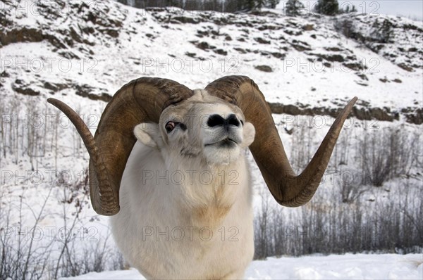 Dall dall sheep