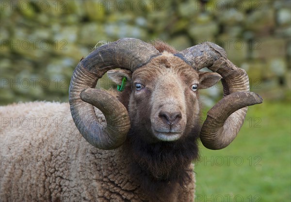 Domestic sheep