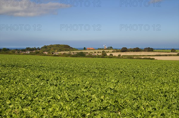 Sugar beet