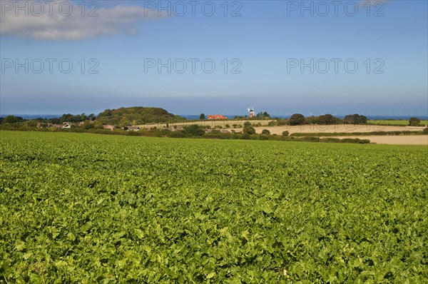 Sugar beet