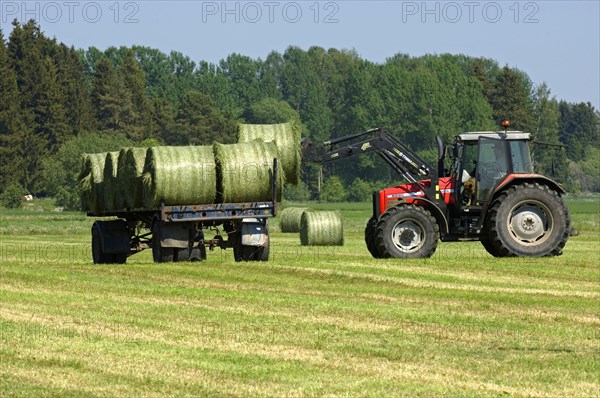 Silage round bales loaded on trailer with Massey Ferguson 6290 tractor with front loader