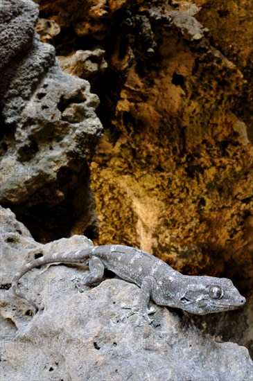 Socotra Giant Gecko