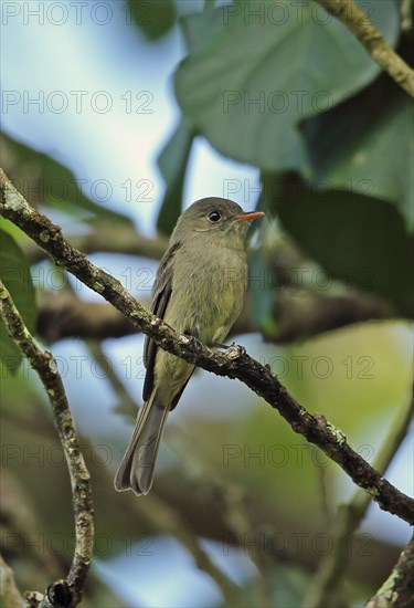 Jamaican Pewee Contopus palli