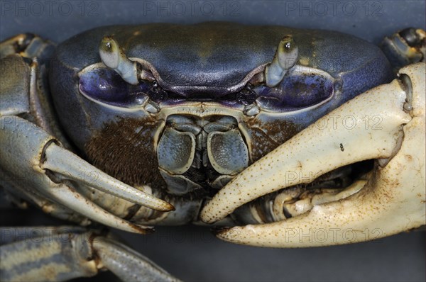 Blue land crab