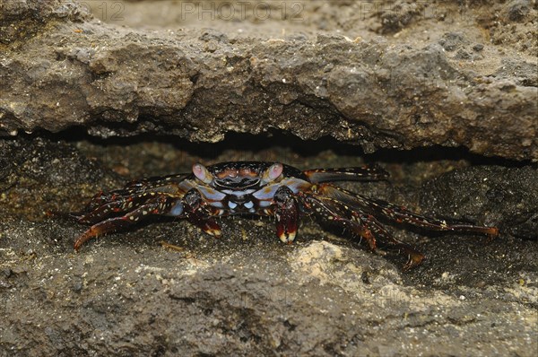 Red rock crabs