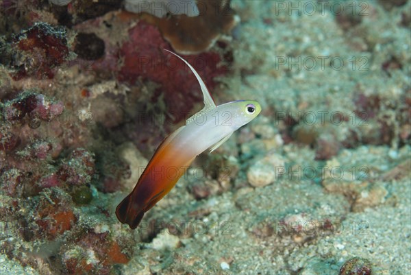 Fire Sword Goby