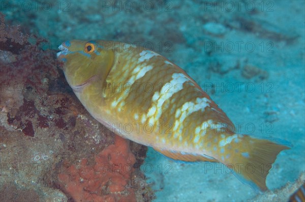 Yellowbar parrotfish