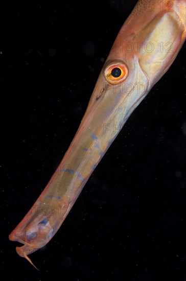 Chinese Trumpetfish