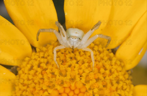 Goldenrod Crab Spider