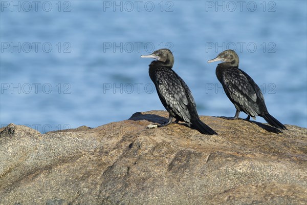 Little Black Cormorant