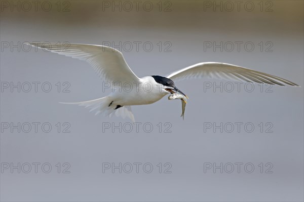 Sandwich Tern