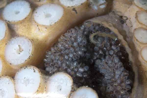 Coconut octopus