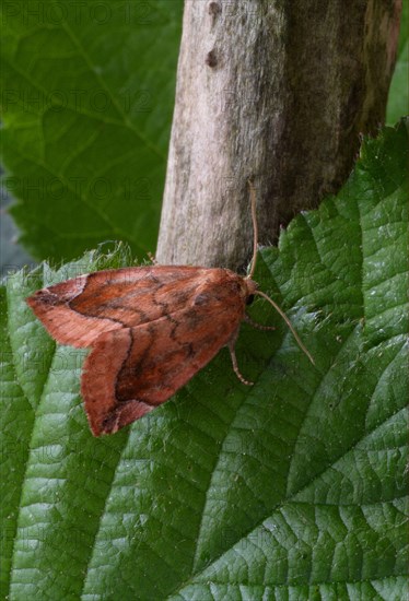 Lunar-spotted Pinion