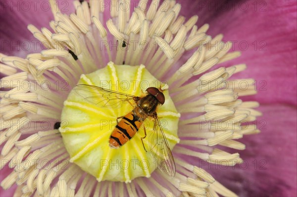 Grove hoverfly