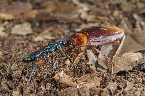 Emerald cockroach wasp