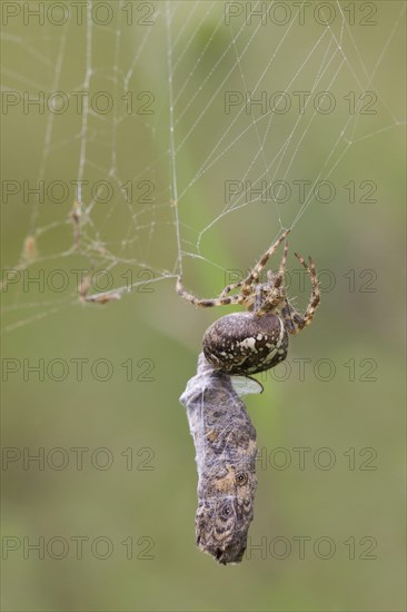 Garden Orb european garden spider