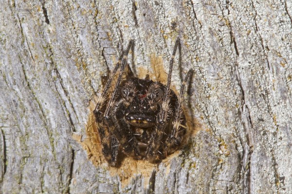 Walnut Orb-weaver Spider