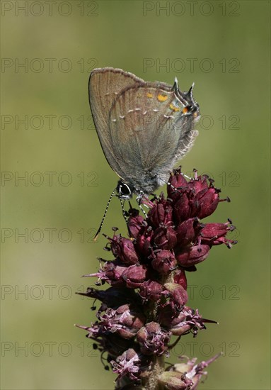 Sloe hairstreak