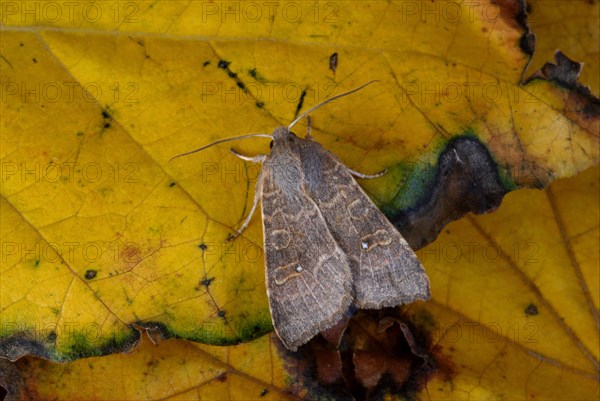 Owlet moth