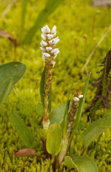 Alpine Bistort