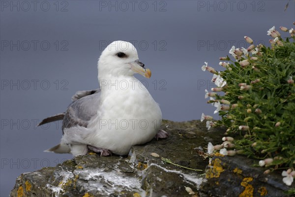 Northern Fulmar