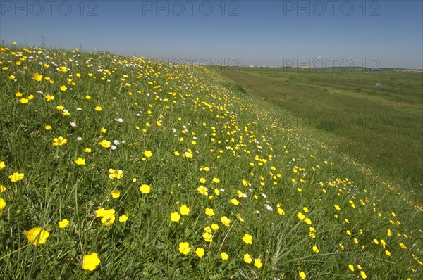 Flower mass of tall buttercup