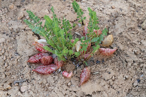 Freckled milkvetch