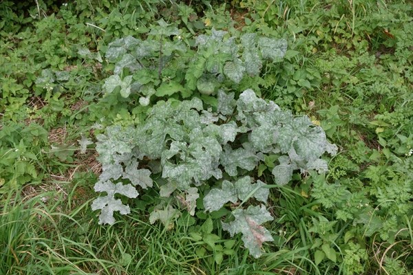 Umbellifer Powdery Mildew