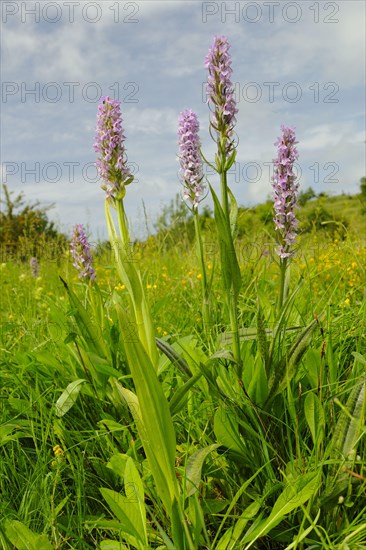 Early Marsh Orchid