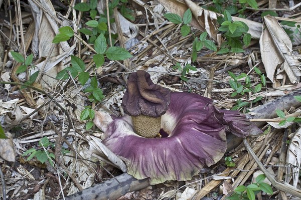 Flowering elephant yam