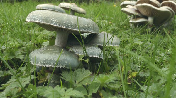 Green chip fungus