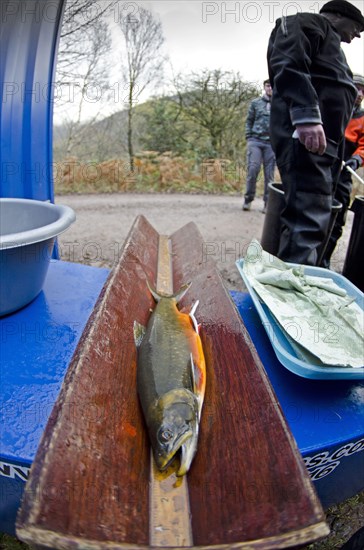 Arctic char