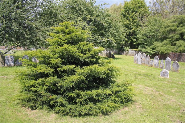 Common Yew