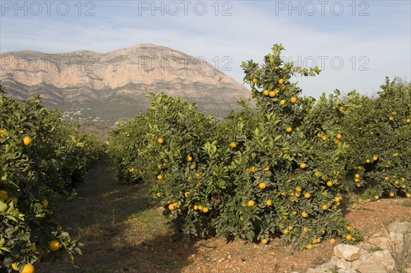 View of the Sierra del Montgo through orange trees