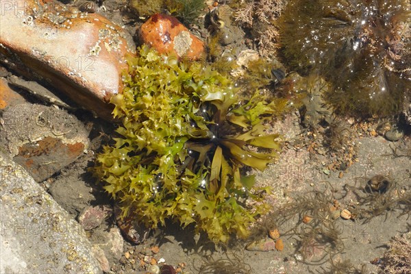 False fronds of Irish moss