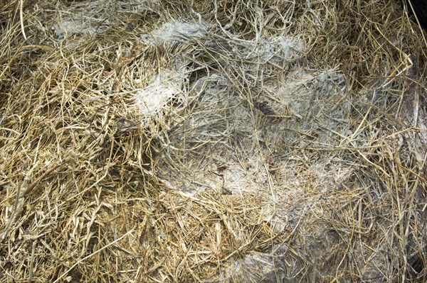 Mould formed on big bale silage