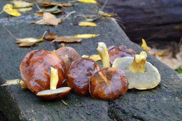 Freshly collected bay boletes