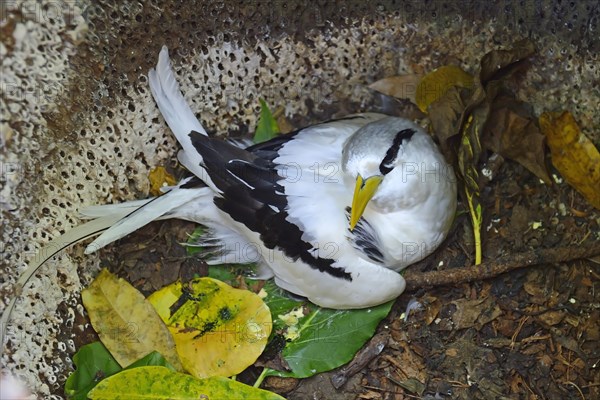 White-tailed Tropicbird