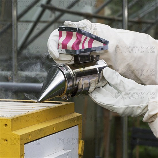 Beekeeper in protective clothing with bee smoker opens hive to inspect honey bees