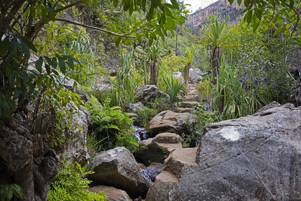 Path along a river through dense vegetation in a gorge in the Isalo National Park near Ranohira