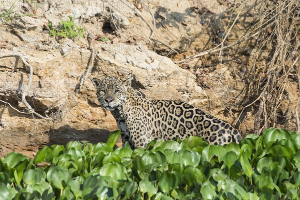 Male jaguar