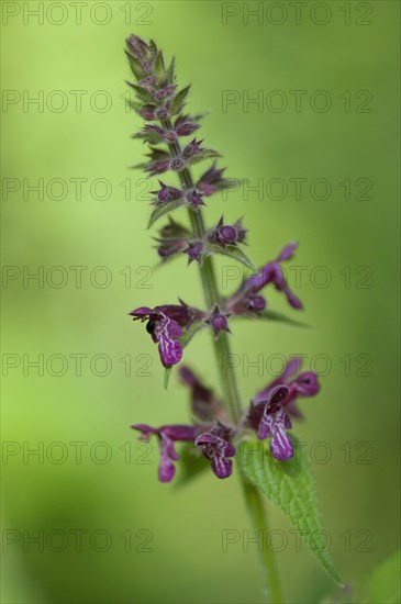 (Stachys sylvatica)