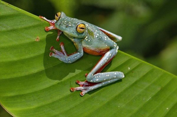 Red-fin tree frog