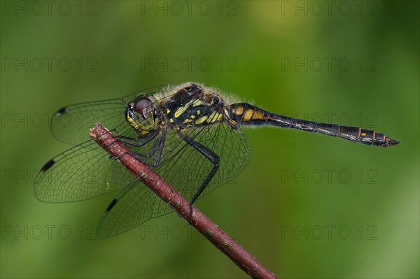 Black darter