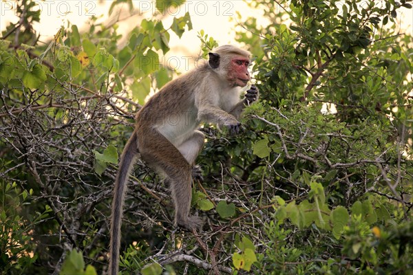 Toque macaque